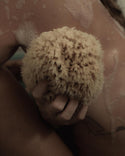 Well Kept Sea Sponge / Large
