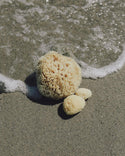 Well Kept Sea Sponge / Large