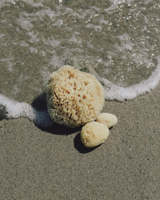 Well Kept Sea Sponge / Large