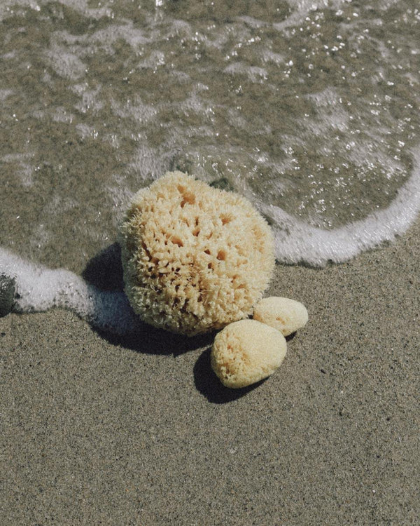 Well Kept Sea Sponge / Large