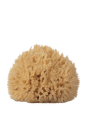 Well Kept Sea Sponge / Large